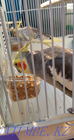 Corella parrots (pair) + two cages Shymkent - photo 4
