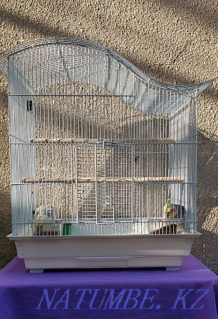 Corella parrots (pair) + two cages Shymkent - photo 1