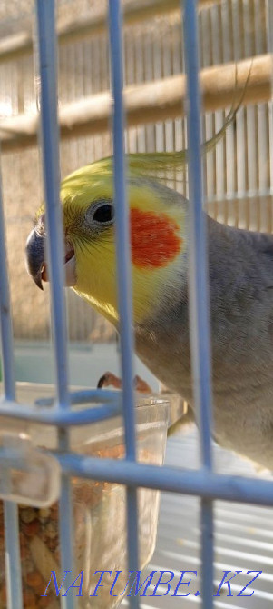 Корелла попугаялары (жұп) + екі тор Шымкент - изображение 2