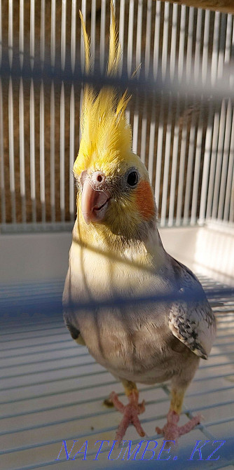 Корелла попугаялары (жұп) + екі тор Шымкент - изображение 3