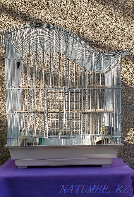 Корелла попугаялары (жұп) + екі тор Шымкент - изображение 1