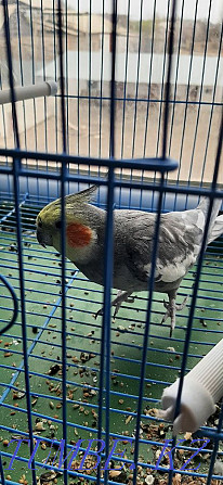 Parrot Karella beautiful Kyzylorda - photo 3