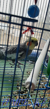 Parrot Karella beautiful Kyzylorda - photo 4