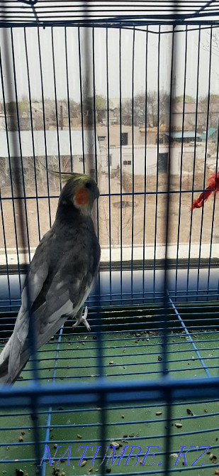 Parrot Karella beautiful Kyzylorda - photo 2