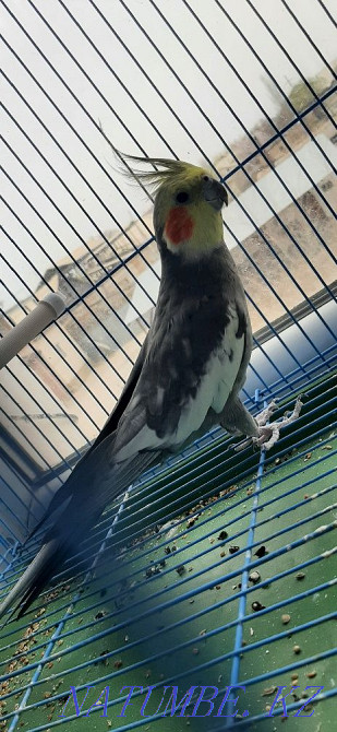 Parrot Karella beautiful Kyzylorda - photo 1