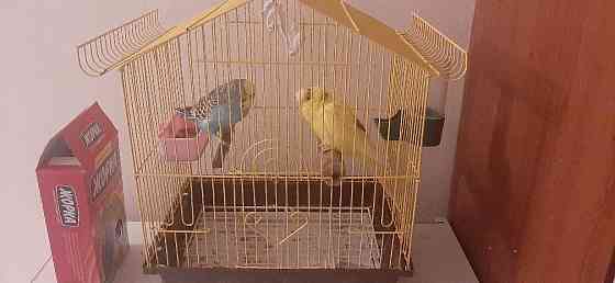Продам 2ух прирученных попугаев со всеми принадлежностями (клетка итд) Актобе