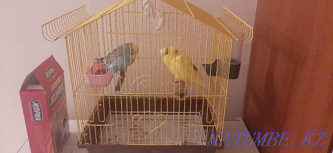 Продам 2ух прирученных попугаев со всеми принадлежностями (клетка итд) Актобе - изображение 2