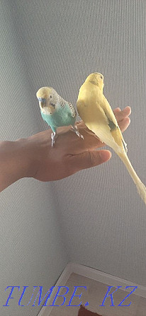 Продам 2ух прирученных попугаев со всеми принадлежностями (клетка итд) Актобе - изображение 1
