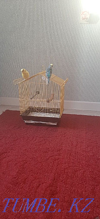 Продам 2ух прирученных попугаев со всеми принадлежностями (клетка итд) Актобе - изображение 4