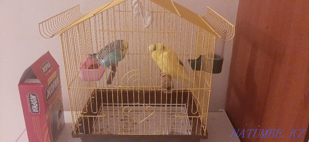 Продам 2ух прирученных попугаев со всеми принадлежностями (клетка итд) Актобе - изображение 2