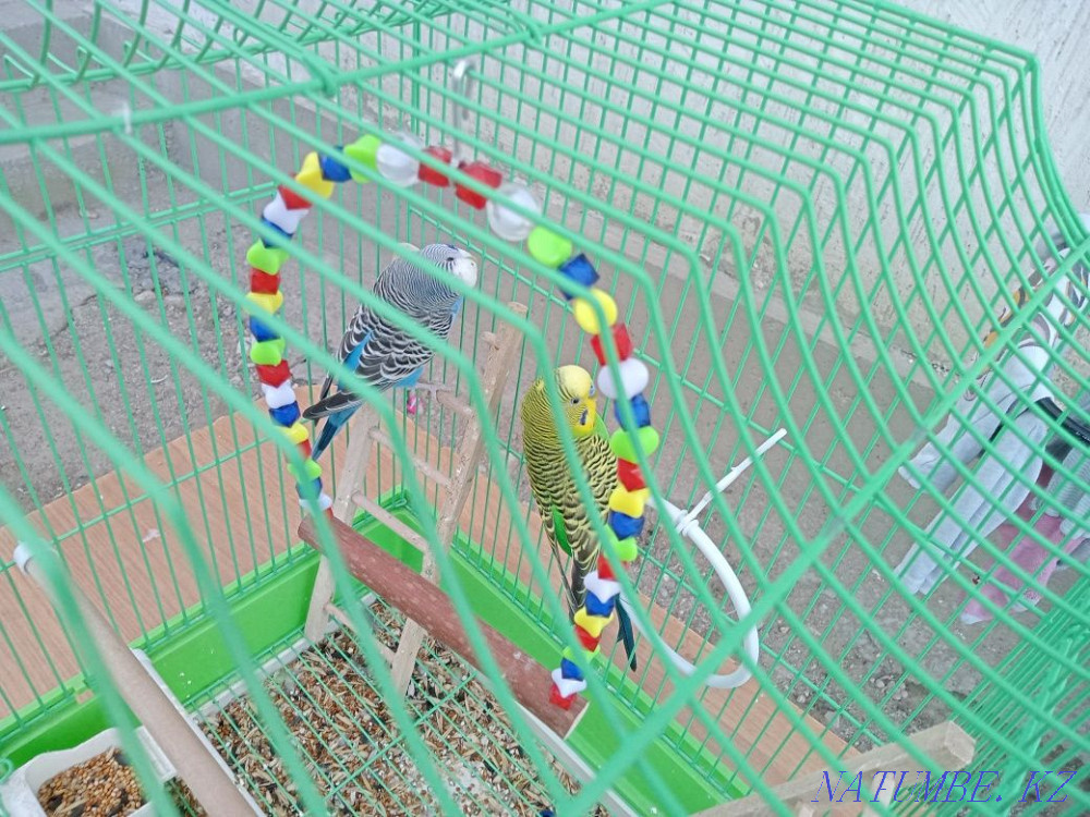 Мен тотықұс сатамын.Чика мен Чери  Алматы - изображение 1