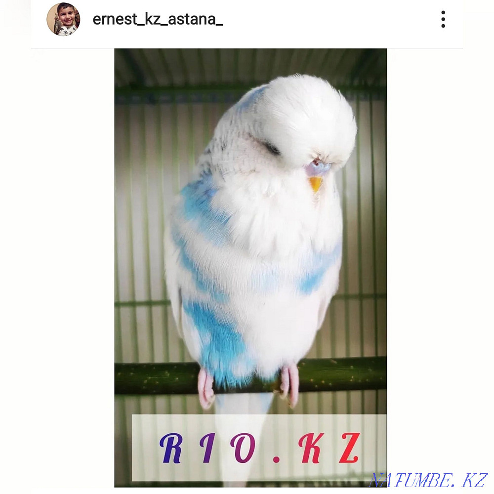 Parrots GDP Czech nursery Rio Almaty - photo 1