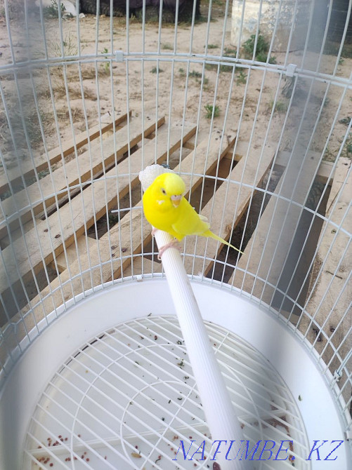 parrot bird wavy  - photo 4