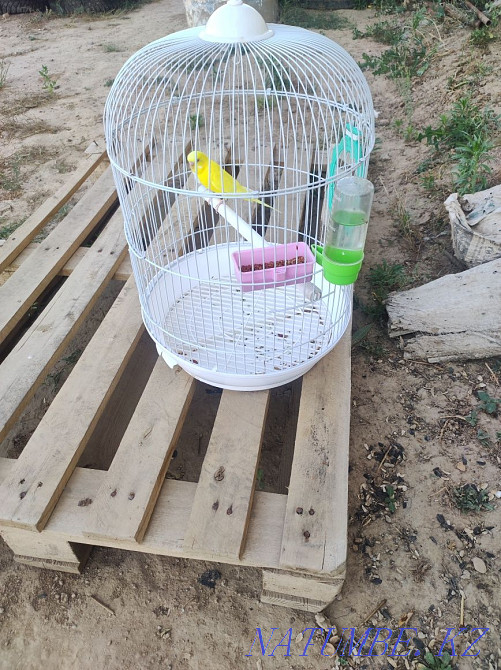 parrot bird wavy  - photo 1