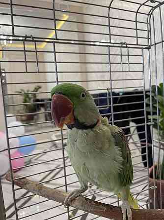 Продается Александрийский попугай Astana