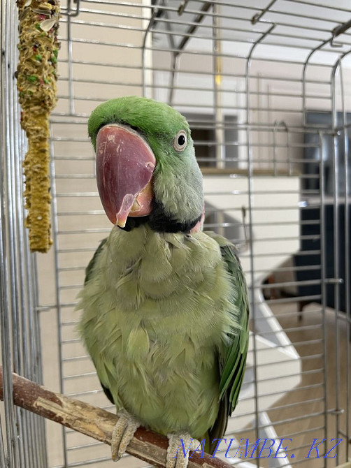 Продается Александрийский попугай Астана - изображение 1