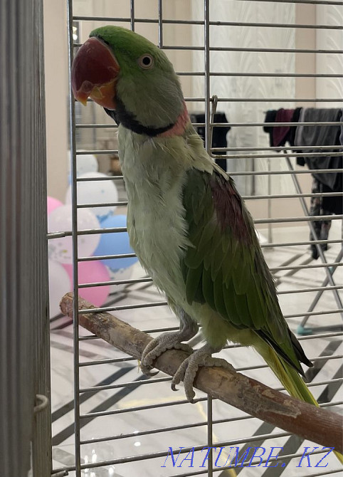 Продается Александрийский попугай Астана - изображение 3