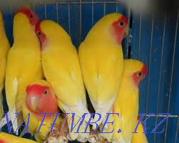 parrot wholesale wholesale Astana - photo 4