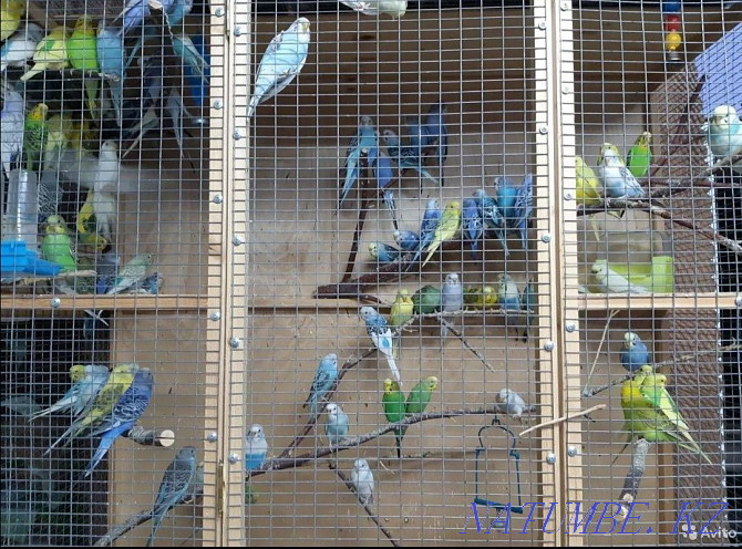 parrot wholesale wholesale Astana - photo 3