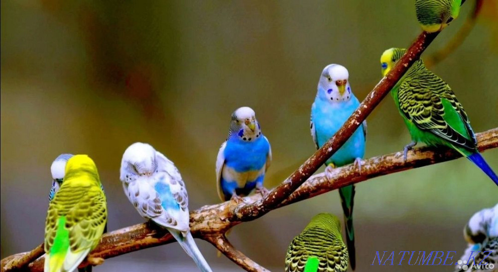 parrot wholesale wholesale Astana - photo 1