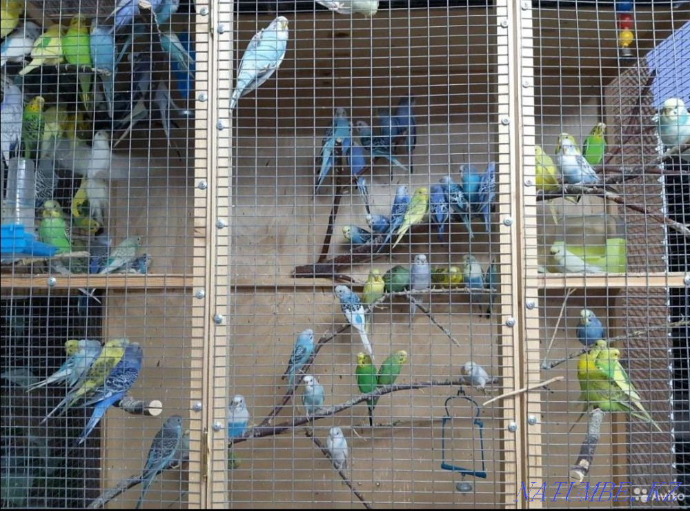 parrot wholesale wholesale Astana - photo 3