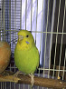 волнистый попугай с клеткой (самка) Ескельди би