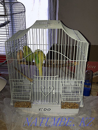 caged budgerigar (female) Ескельди би - photo 3