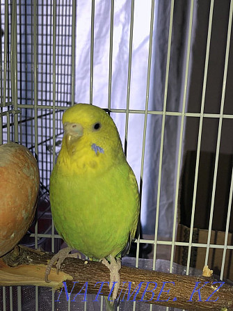 caged budgerigar (female) Ескельди би - photo 1