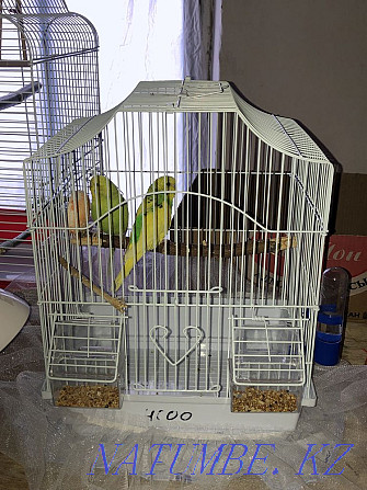 caged budgerigar (female) Ескельди би - photo 4