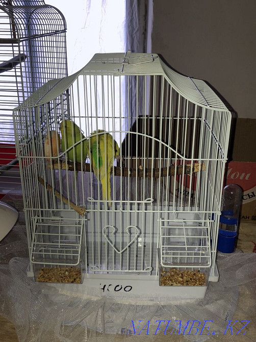волнистый попугай с клеткой (самка) Ескельди би - изображение 3