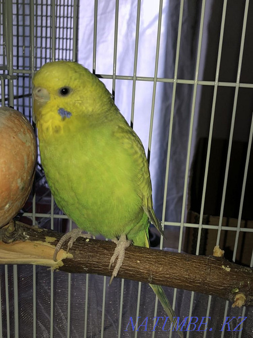 волнистый попугай с клеткой (самка) Ескельди би - изображение 2