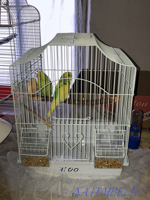 волнистый попугай с клеткой (самка) Ескельди би - изображение 4