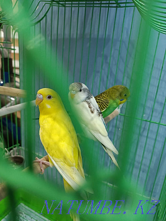 Попугаи птенцы волнистые 3 шт. Алматы - изображение 2