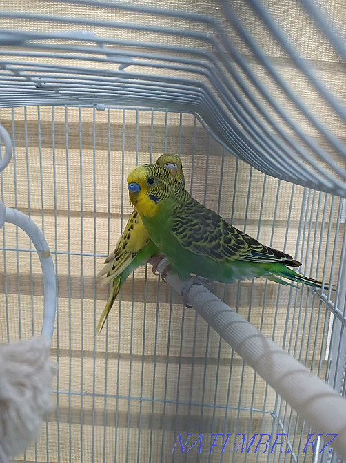 Попугаи птенцы волнистые 3 шт. Алматы - изображение 3