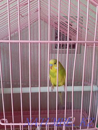 Волнистый попугай Каскелен - изображение 3