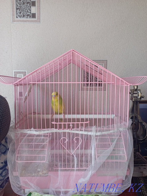 Волнистый попугай Каскелен - изображение 1