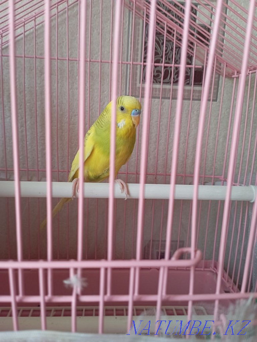 Волнистый попугай Каскелен - изображение 2