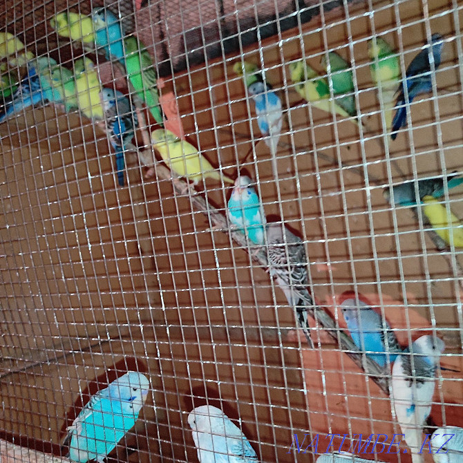 budgerigar Shymkent - photo 1