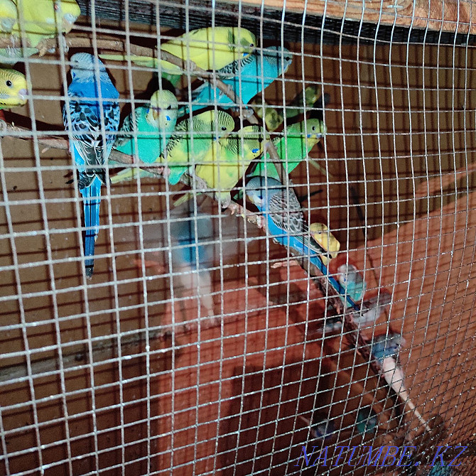 budgerigar Shymkent - photo 2