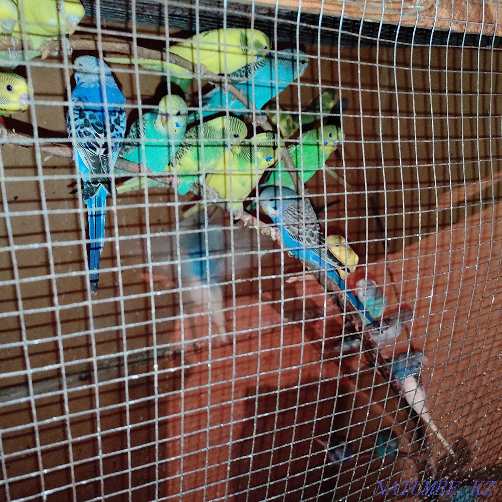 budgerigar Shymkent - photo 2