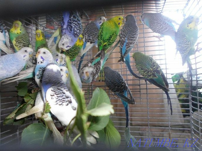 Budgerigar Pavlodar - photo 2