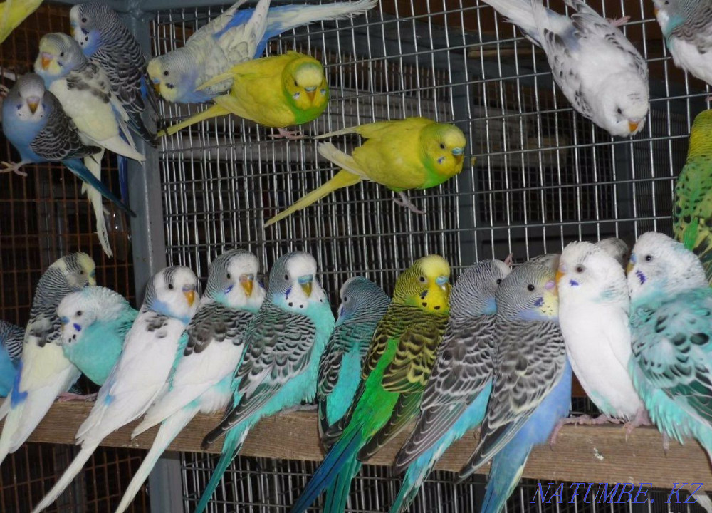 Budgerigar Pavlodar - photo 1