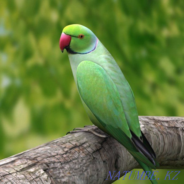 necklace parrot Pavlodar - photo 1