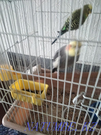 Мен попугая туралы karelu попугая сатамын  Өскемен - изображение 3