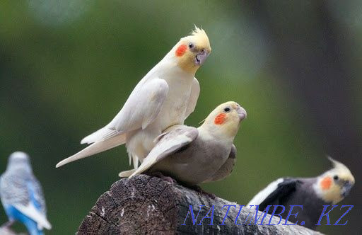 cockatiel parrot.. Shymkent - photo 3