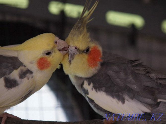 cockatiel parrot.. Shymkent - photo 2