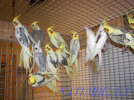 cockatiel parrot boys and girls Pavlodar - photo 1