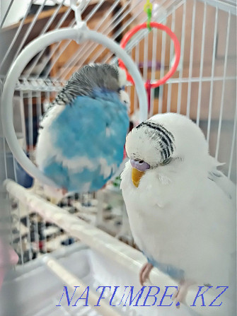 Волнистые попугаи Кызылорда - изображение 1