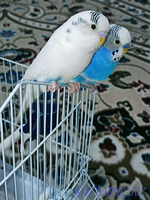 Волнистые попугаи Кызылорда - изображение 2