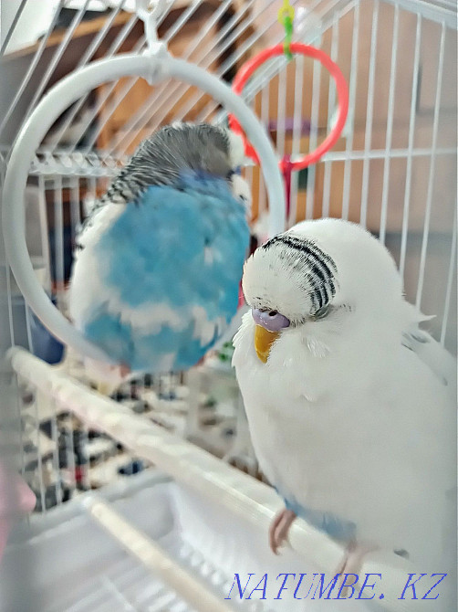 Волнистые попугаи Кызылорда - изображение 1